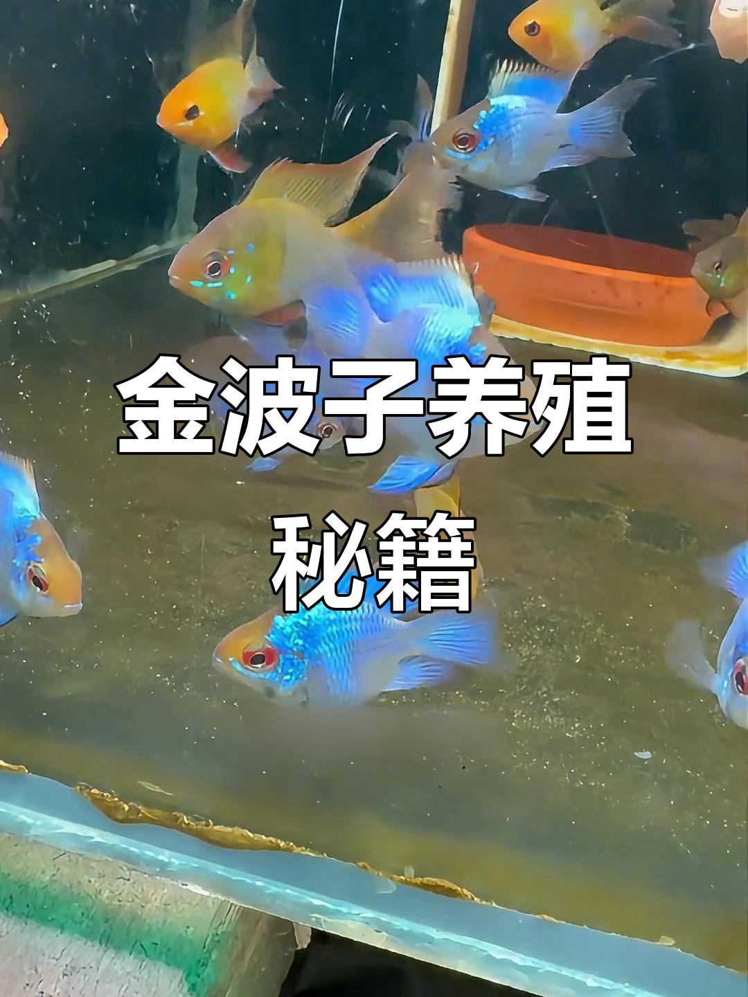 从失败到成功,金波子养殖三大秘诀!
