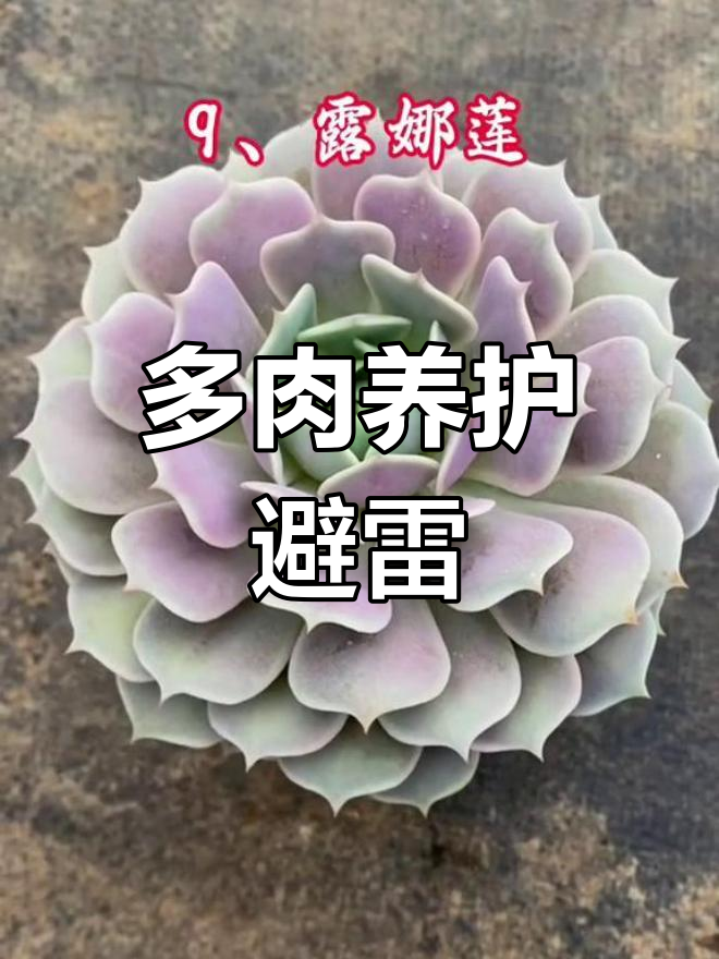 新手慎选!十种多肉易黑腐,养过都说难