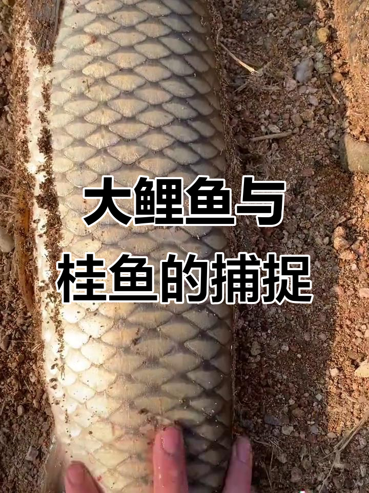 捕捞大鲤鱼和桂鱼,草鱼竟然有手臂粗!