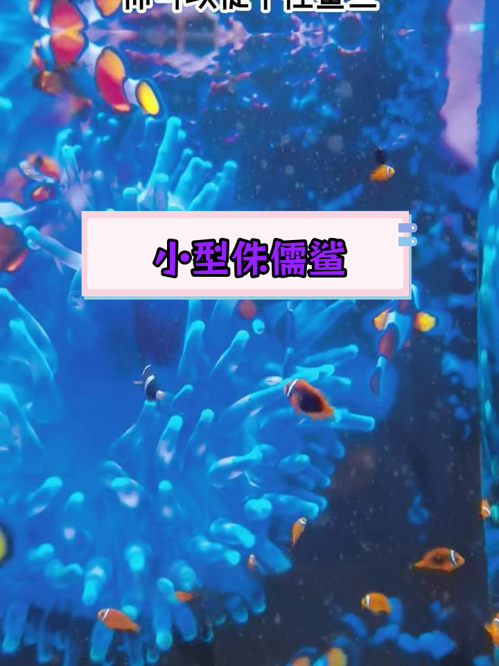 世界上最小的鲨鱼,竟然能徒手捏死