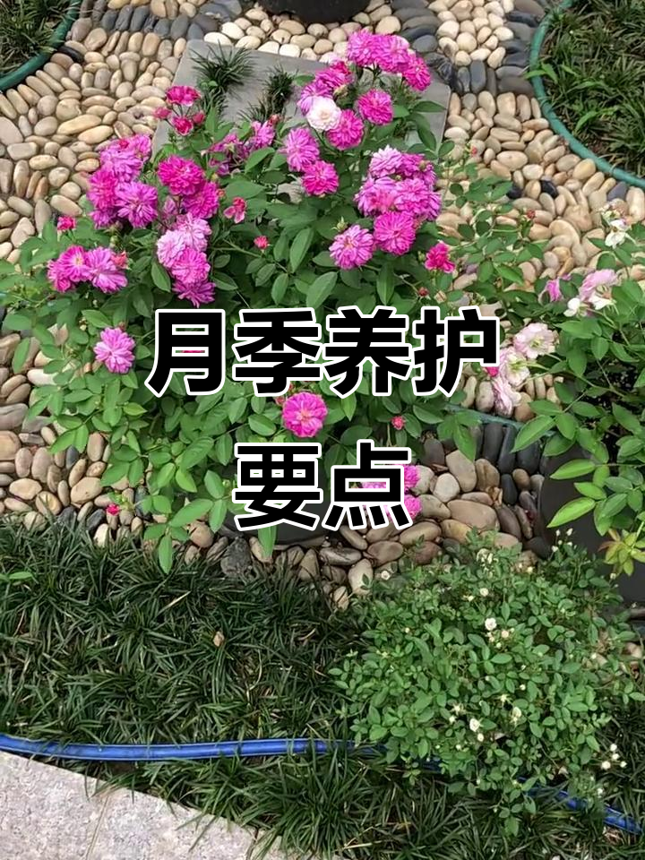 6月25日月季养护技巧:避免黄叶病害