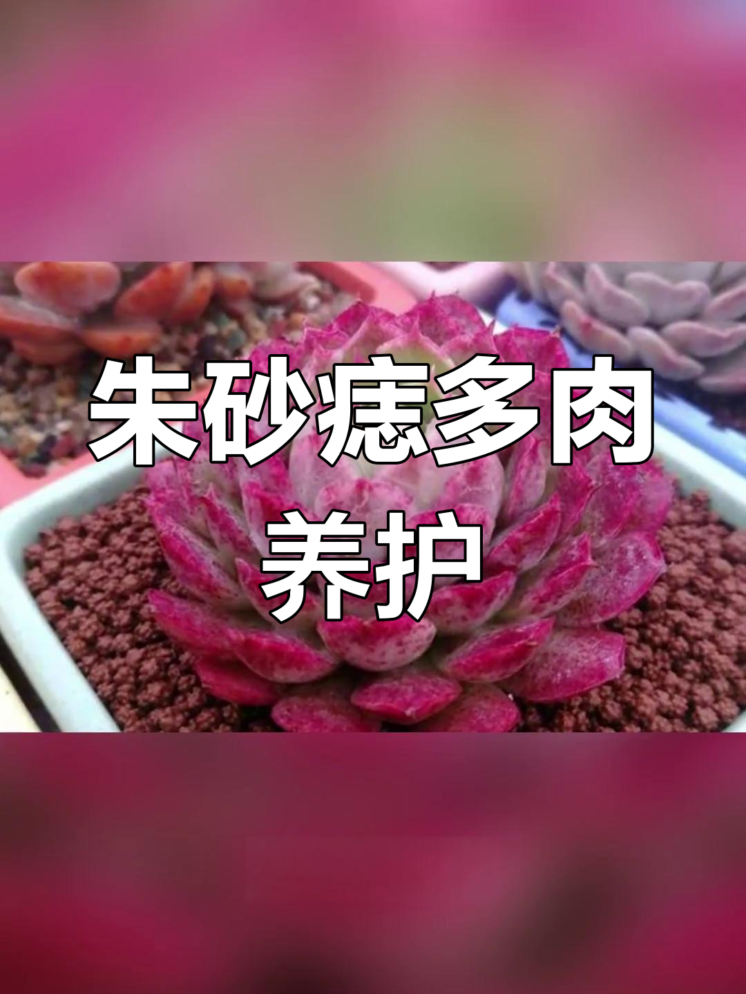 朱砂痣多肉植物养护全攻略:光照、浇水与土壤选择技巧