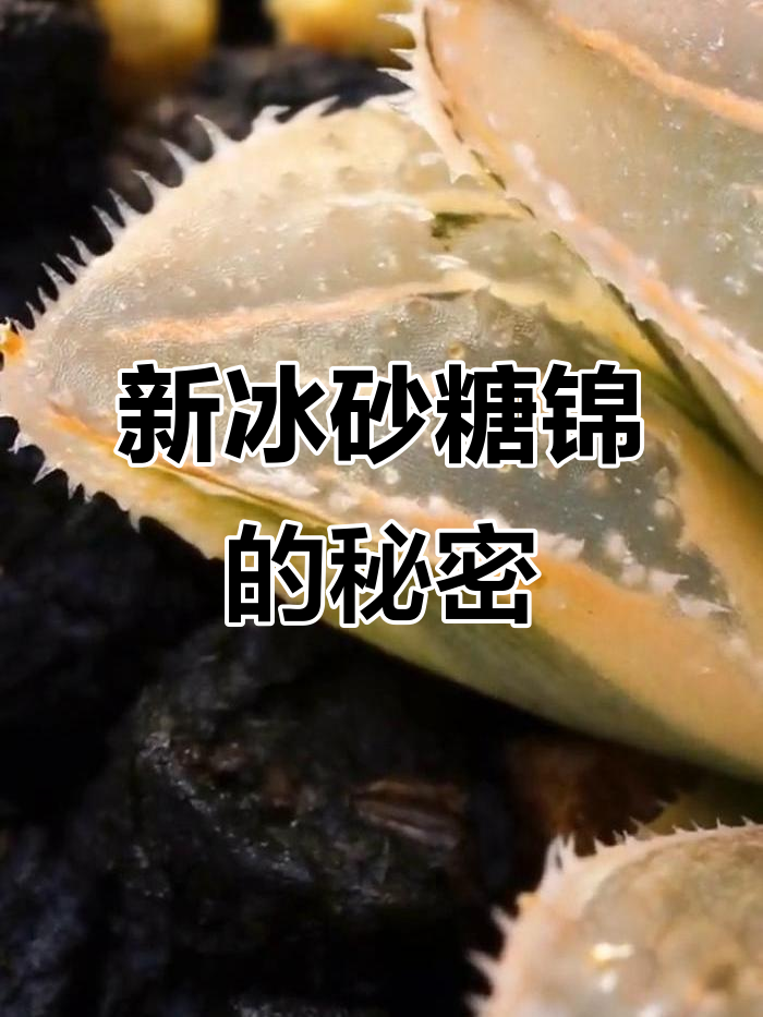 偷偷欣赏新冰砂糖锦,多肉植物的美妙画卷