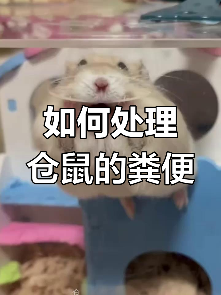仓鼠排泄物清理技巧,轻松去除异味