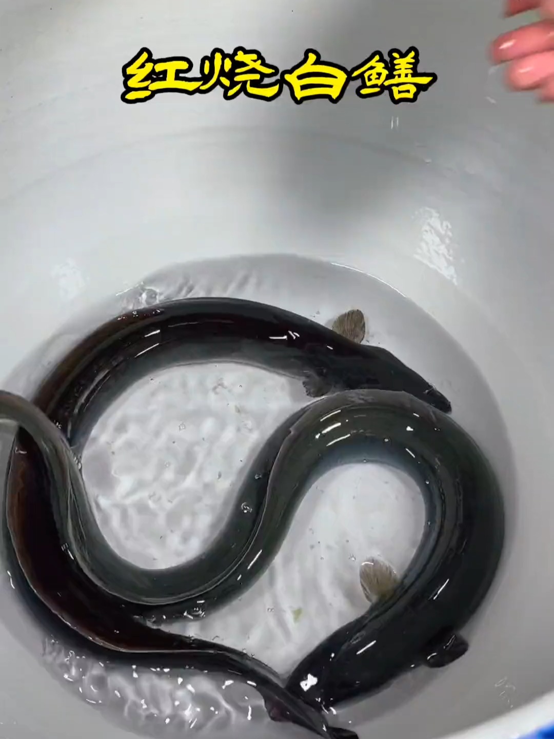 白鳝鱼怎么做好吃，跟我操作绝对好吃，准没错！