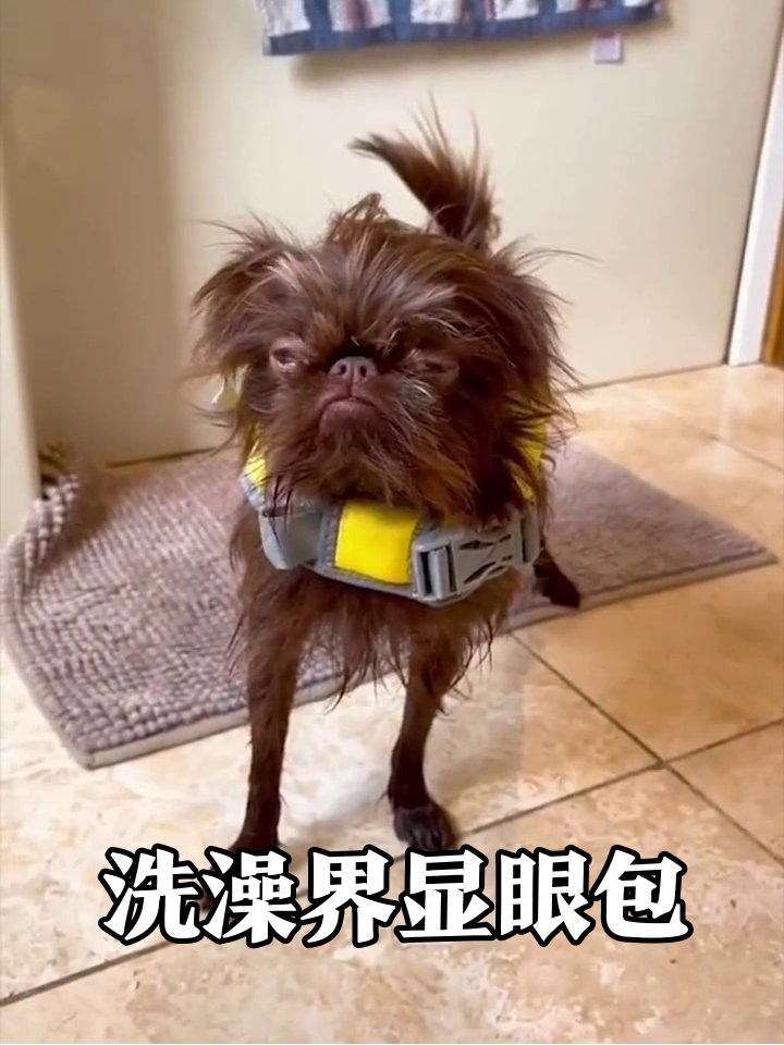 动物洗澡前后反差萌:小奶狗变落汤鸡,表情包上线