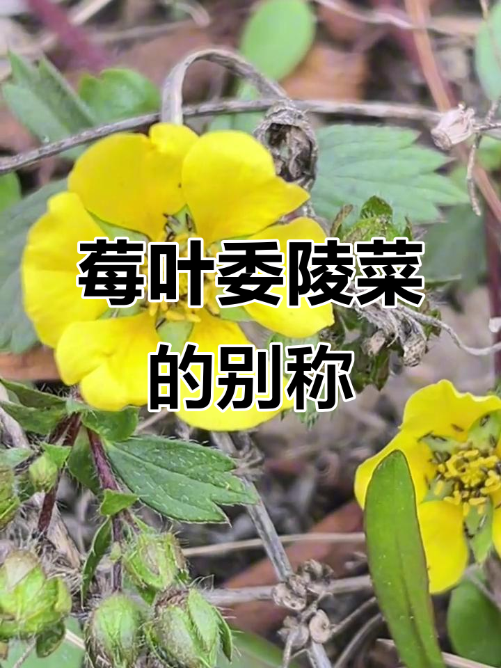 莓叶委陵菜,蔷薇科植物,别名多样