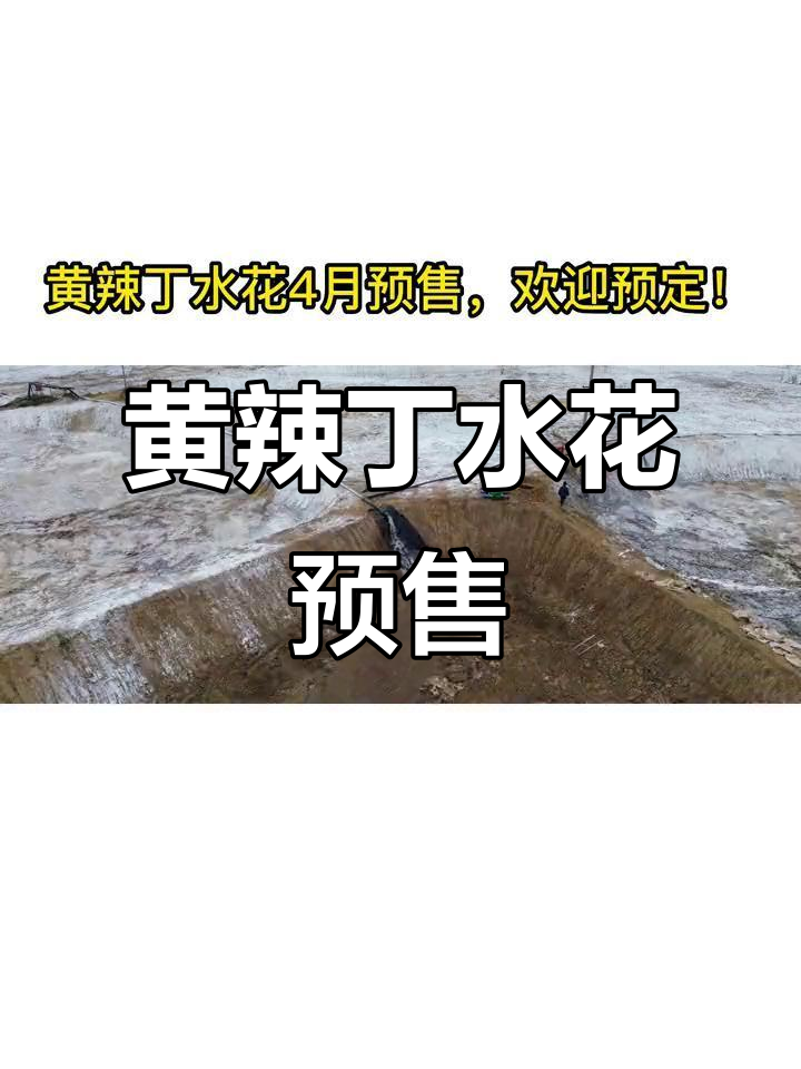 黄辣丁鱼苗4月预售,孵化培训全攻略
