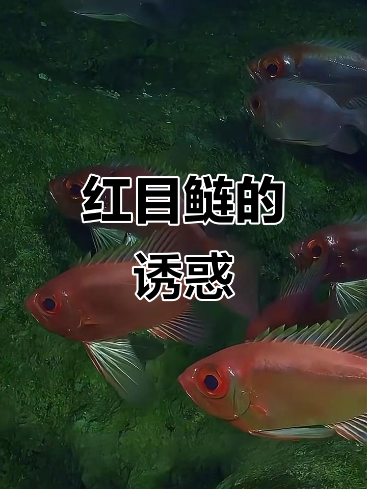 钓鱼人的最爱,红目鲢,独特外貌与口感令人陶醉