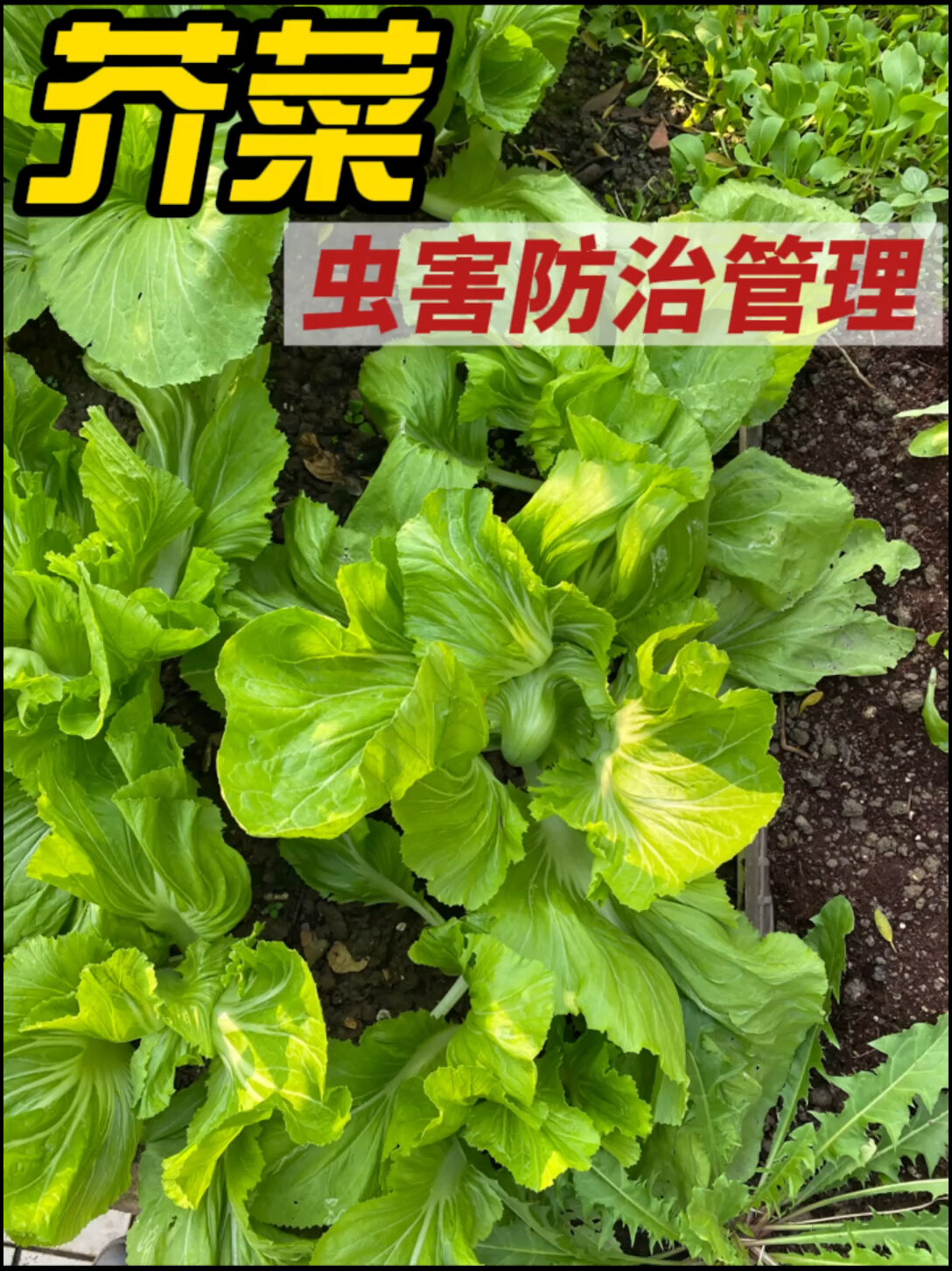 芥菜,虫害防治管理