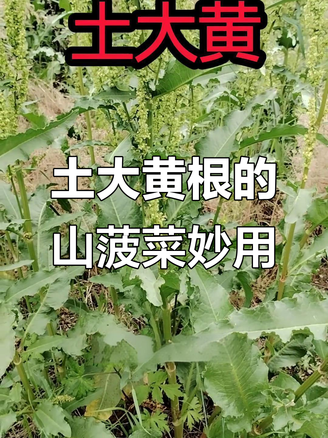 土大黄根与山菠菜叶的神奇用途，晒干后泡脚洗头更舒适