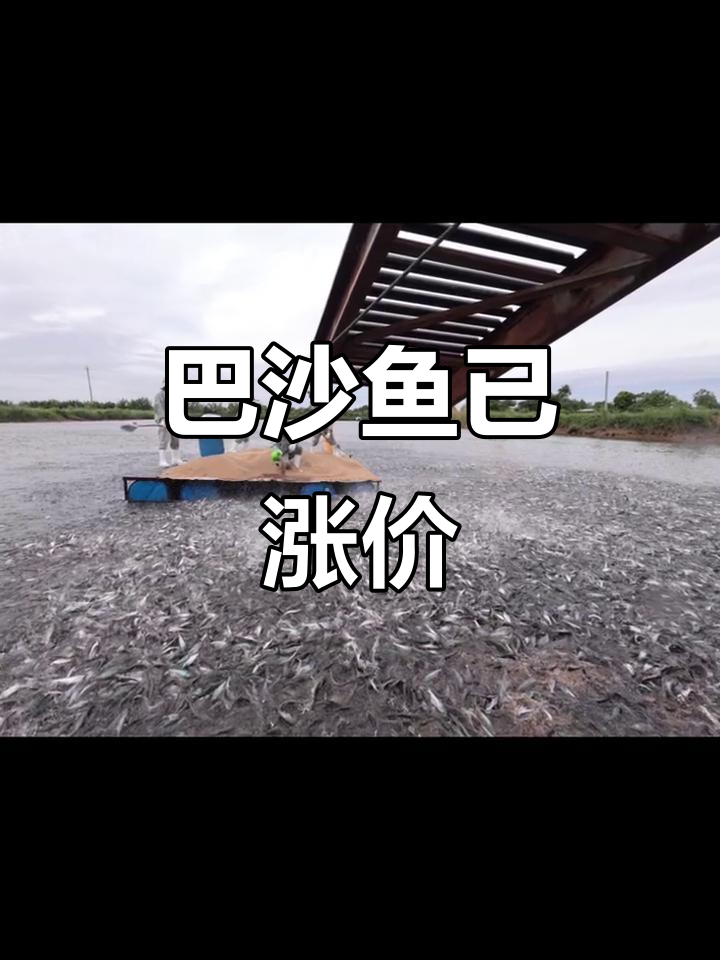 冷冻巴沙鱼价格暴涨,货源紧张!