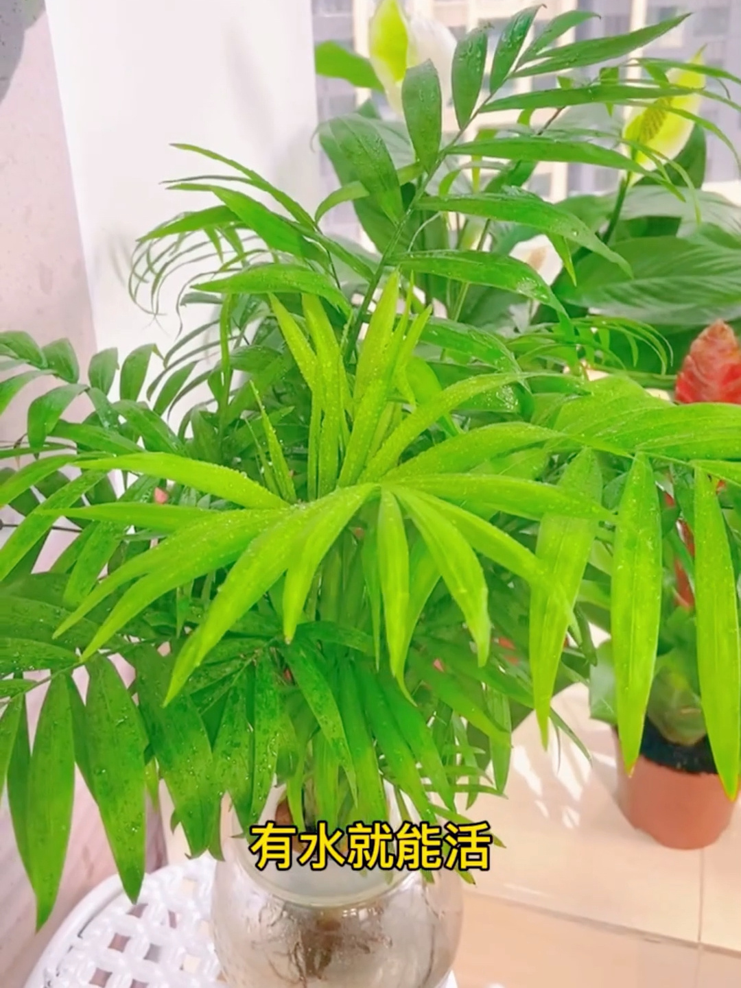 家里有客厅的,一定要养一盆富贵椰子