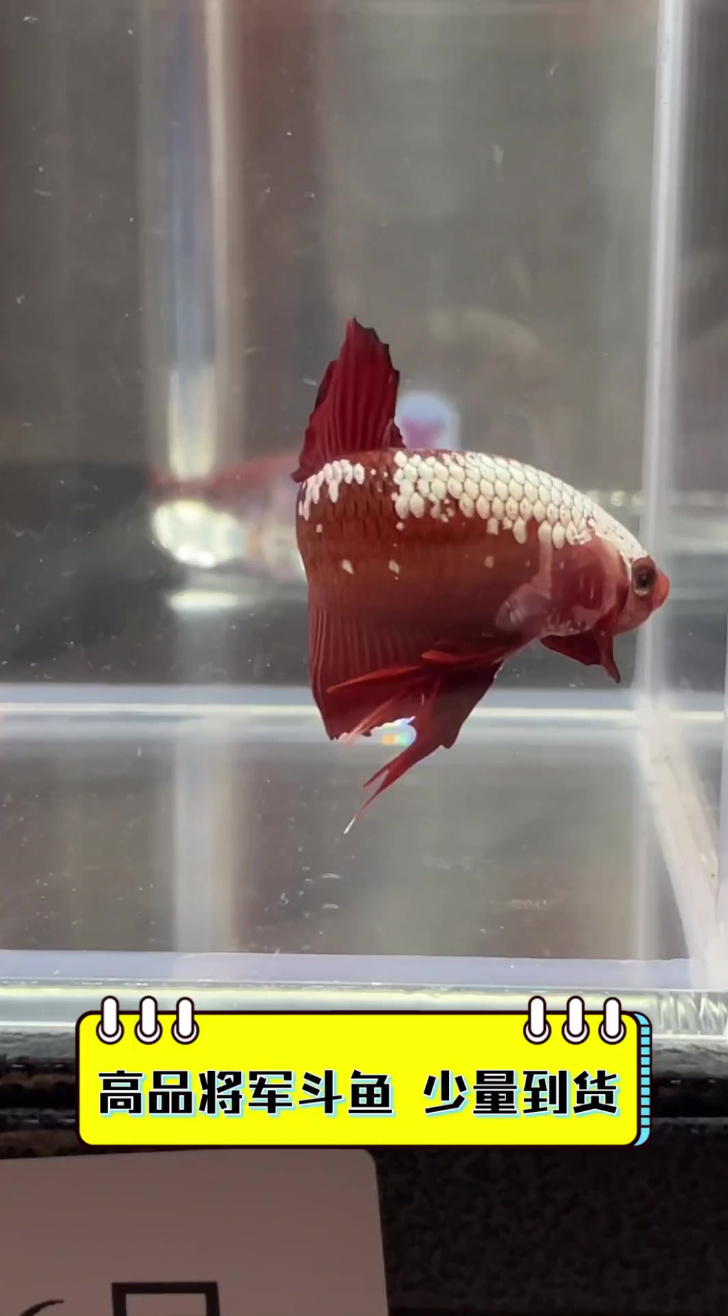 高品将军斗鱼,少量到货