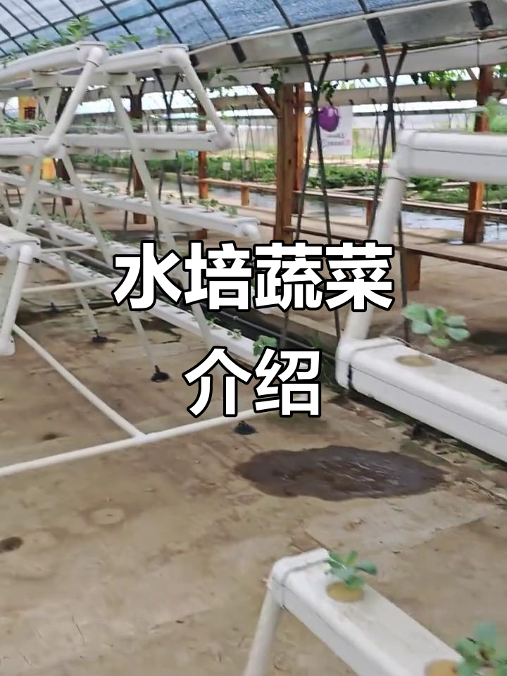 立体水培蔬菜,南方常见种植模式揭秘