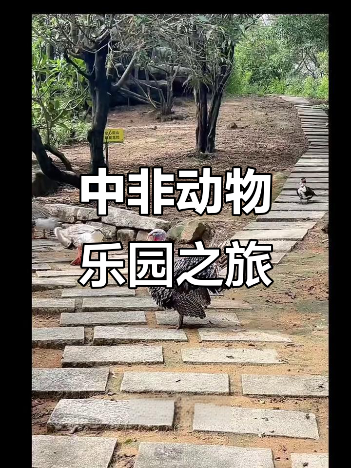 厦门中非世野动物园探险，小鸭子摇摆舞动欢乐多