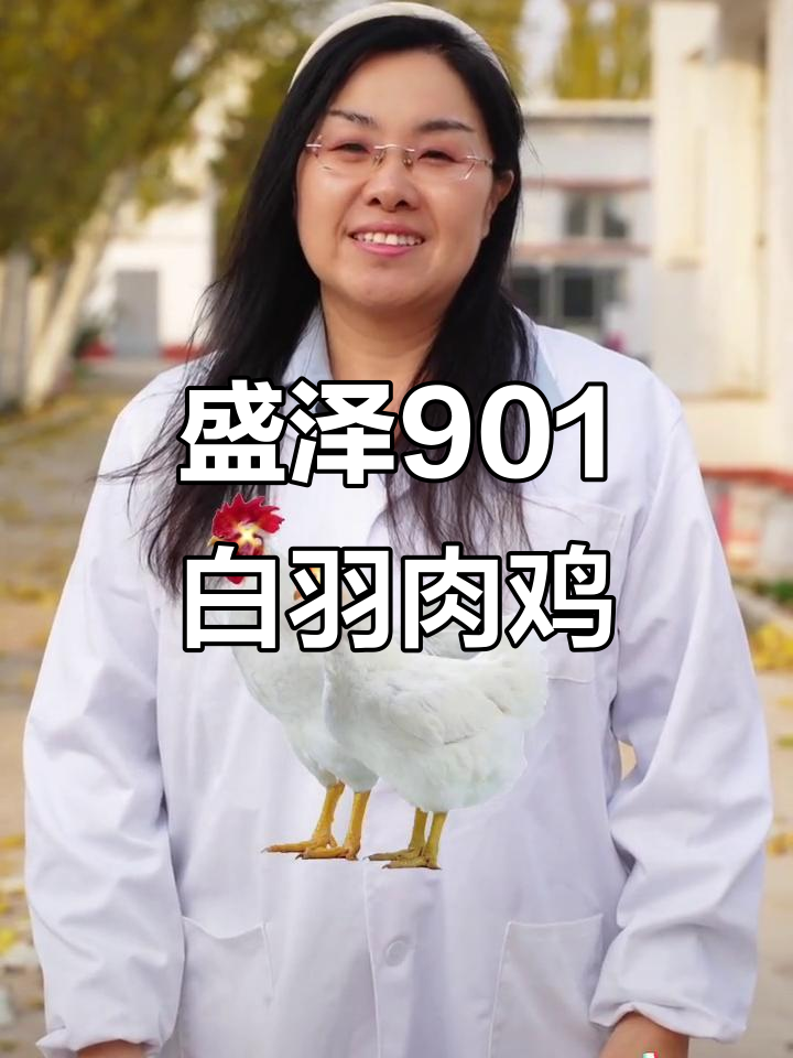 盛泽901白羽肉鸡:国产育种突破,性能超越进口品种
