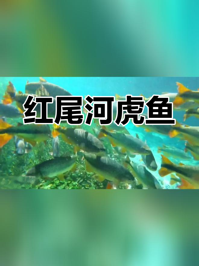 亚马逊红尾河虎鱼群奇观