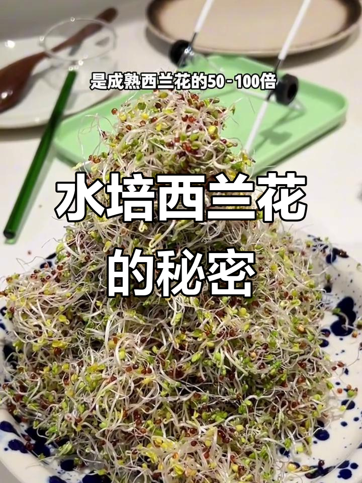 你试过水培西兰花芽吗?营养丰富,健康又美味!