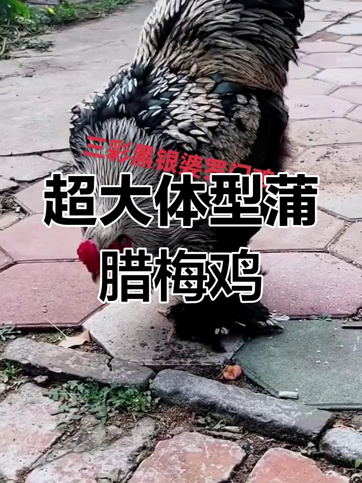 世界最大公鸡品种揭秘