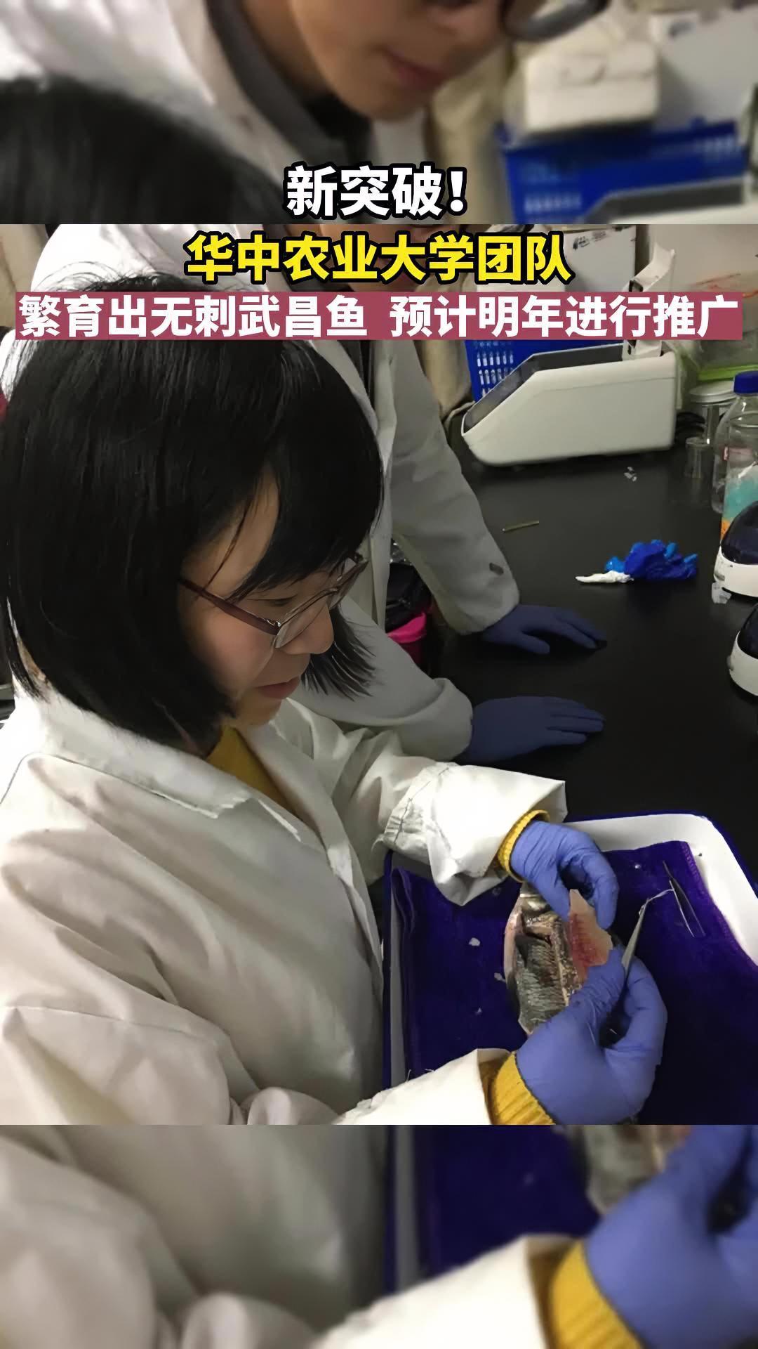 无刺武昌鱼来了!还有草鱼、鲢鱼、银鲫……明年有望大规模推广!水产养殖 三农 养鱼