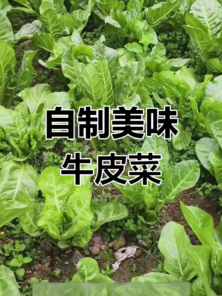 四川农村的牛皮菜:人吃猪也爱,做法超简单