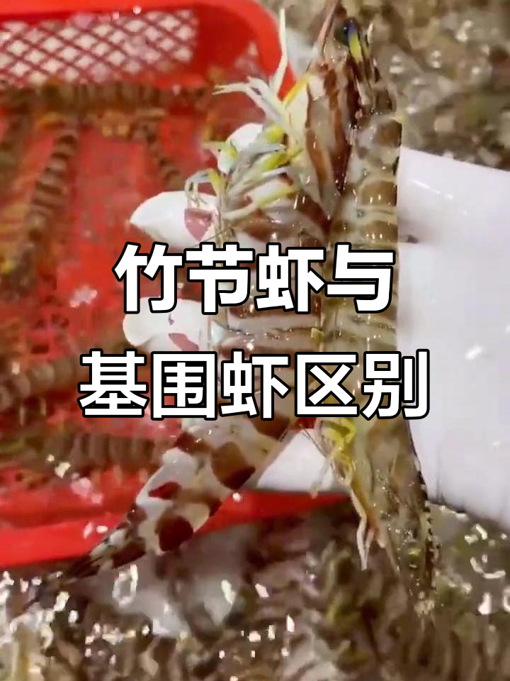 竹节虾和基围虾大不同,别搞混了!