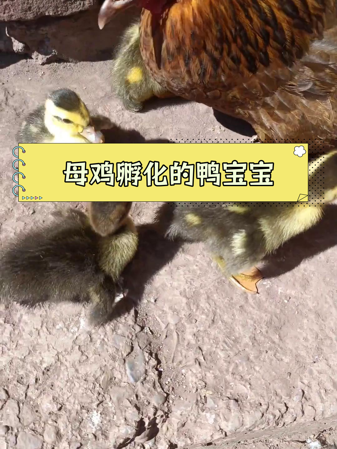 番鸭与麻鸭成功孵化,29天出壳