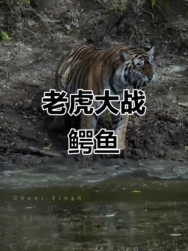 老虎与鳄鱼激战，实力差距悬殊，最终谁胜？