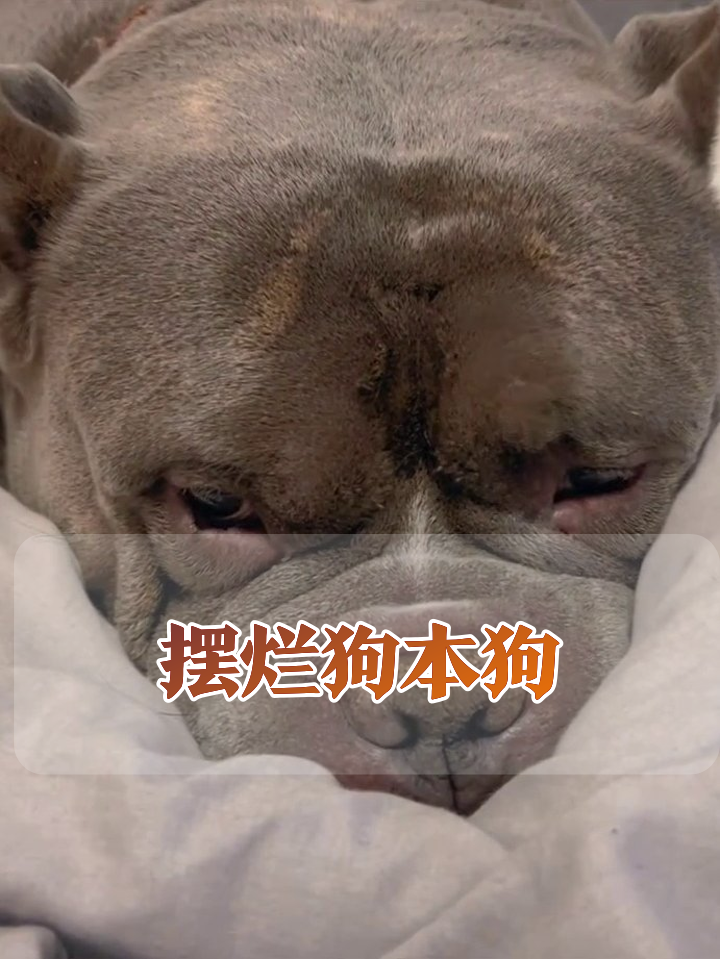 这狗困成表情包!眼睛黏一起还嘴硬“马上起”
