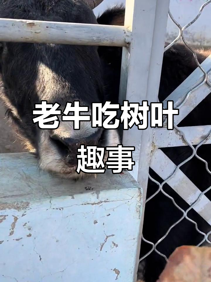 泰山天鹅湖喂老牛,驴头比牛大!