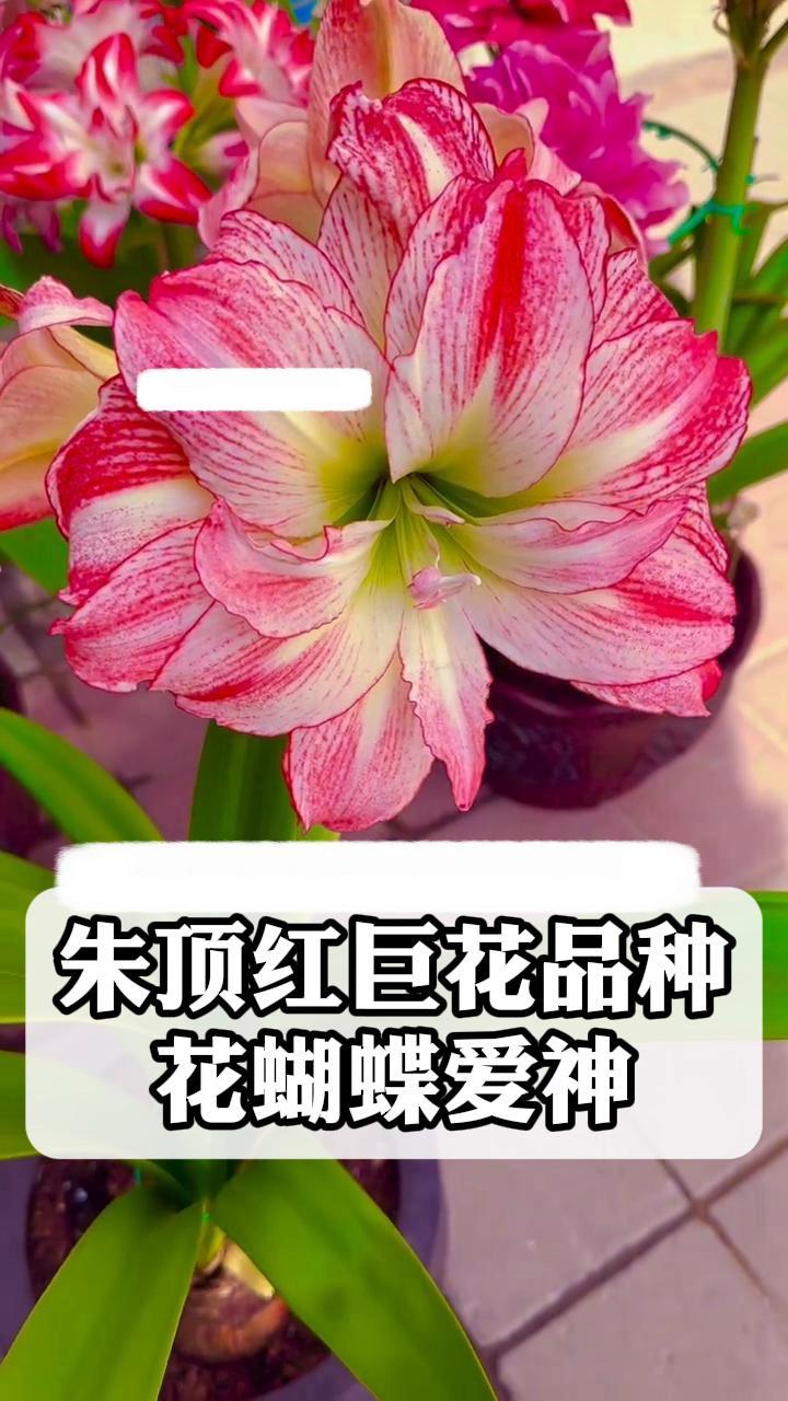 朱顶红巨花品种花蝴蝶爱神
