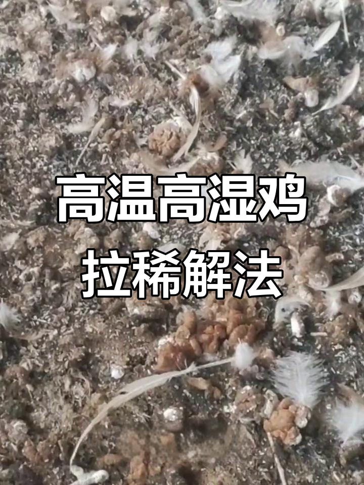 夏季高温高湿,鸡拉稀过料怎么办?一招解决肠道问题