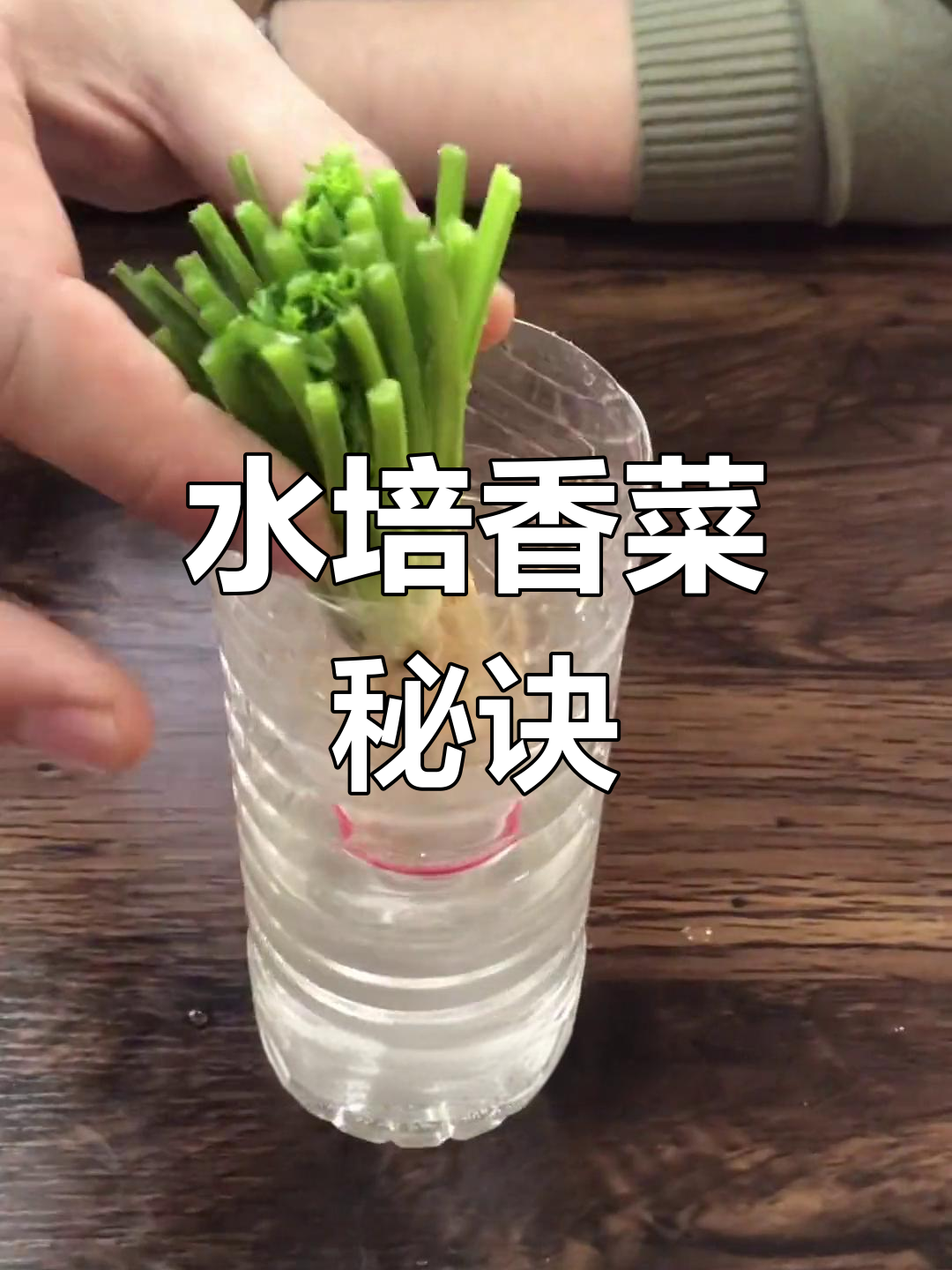 矿泉水瓶种香菜,水培3天发芽,6天后收获美味!