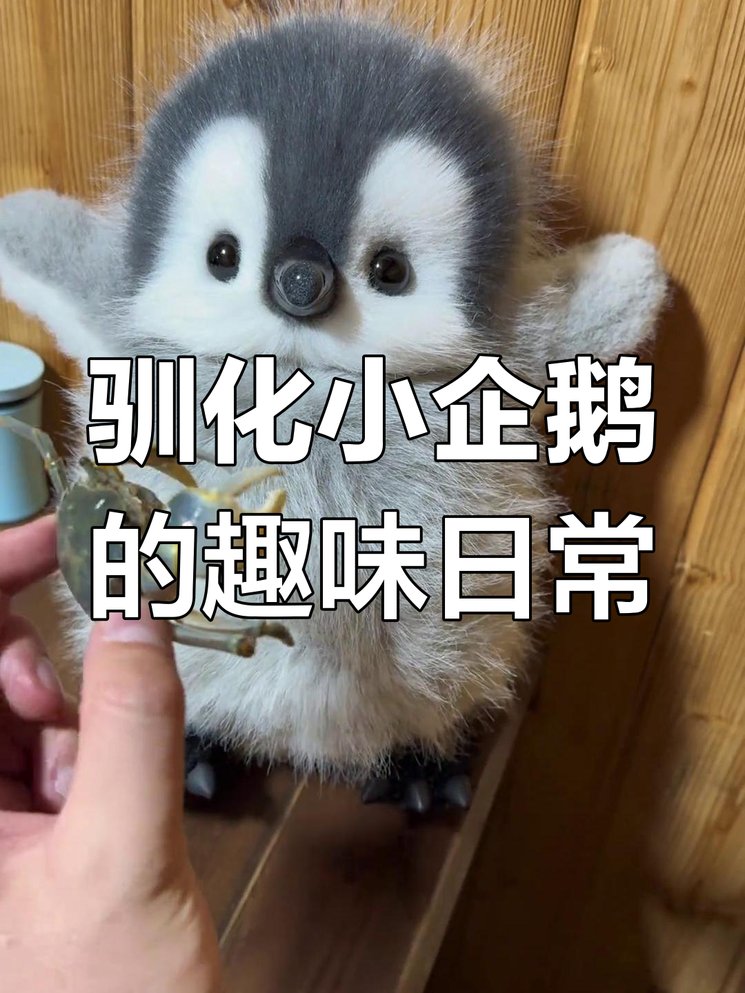 小企鹅宝宝萌态百出,喝果汁、吃蛤蜊超可爱
