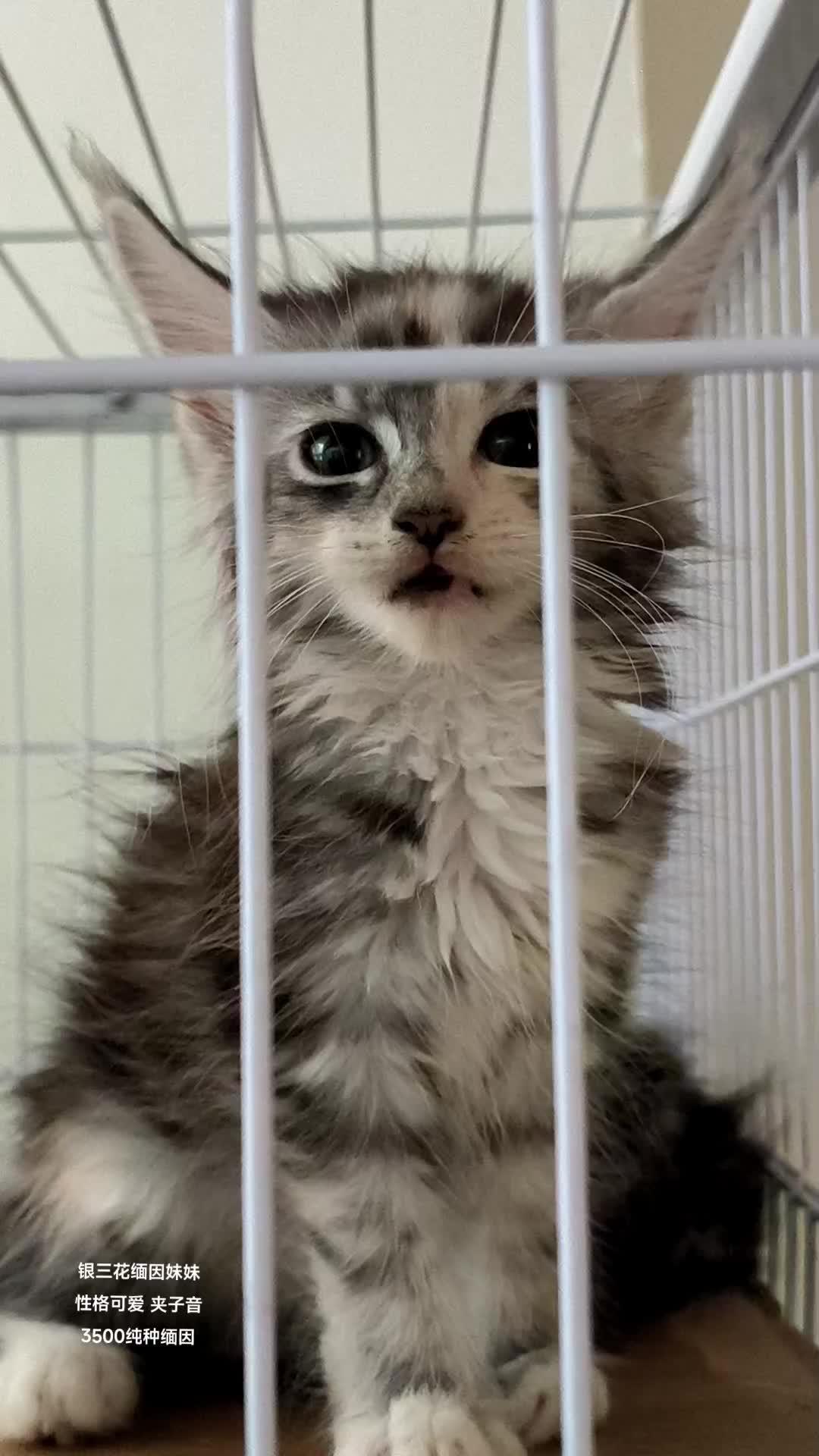 银三花缅因妹妹 缅因猫 银虎斑缅因