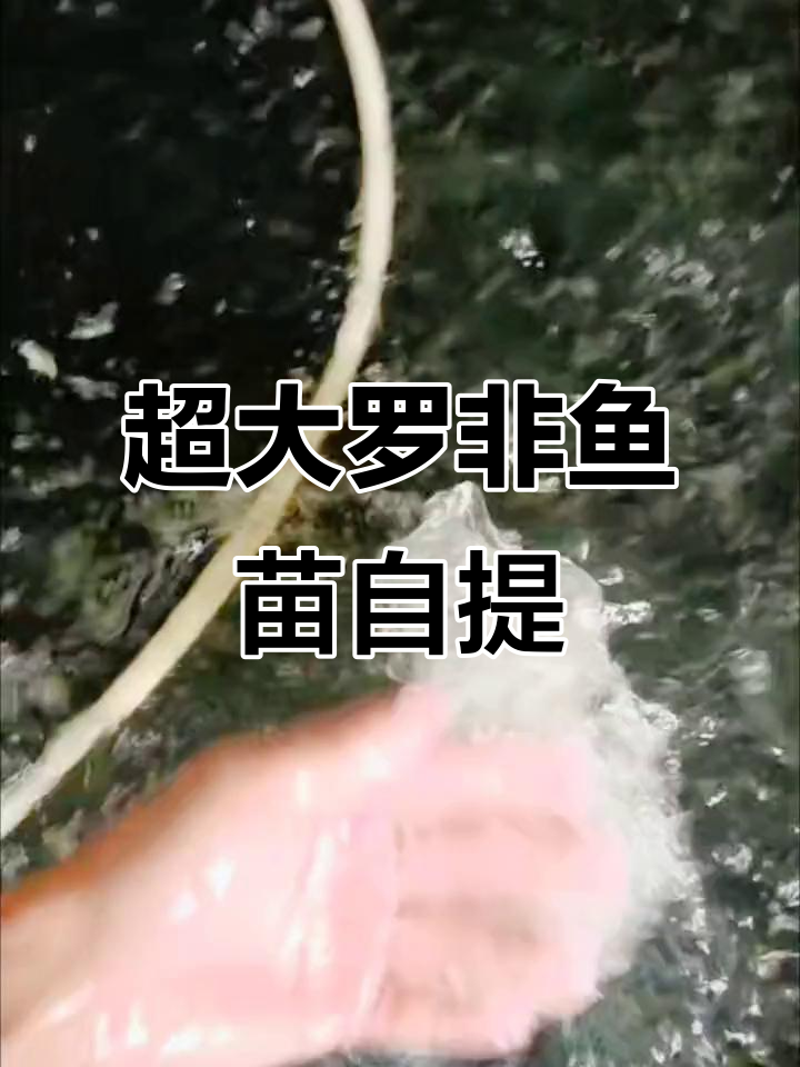 43万巨型罗非鱼苗,客户自提现场震撼来袭