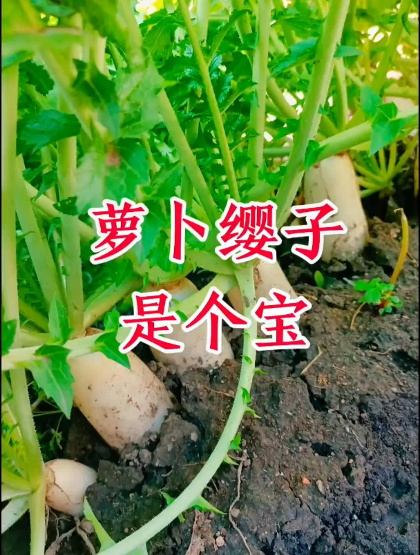 起萝卜时可别当垃圾扔了,萝卜缨子在中医里边也叫“莱菔子”叶