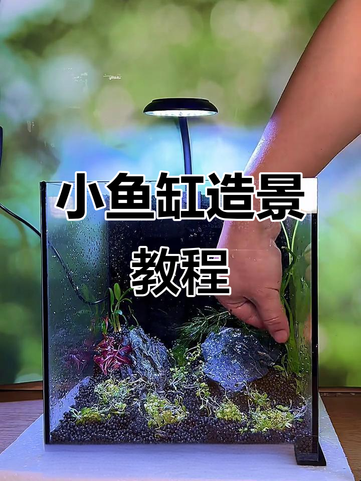 桌面小鱼缸造景全攻略，轻松打造水族景观