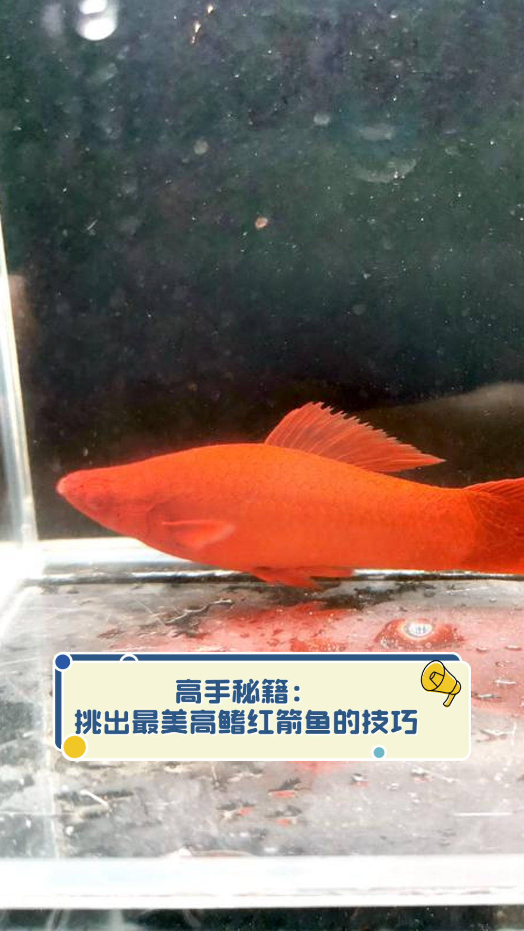 高手秘籍:挑出最美高鳍红箭鱼的技巧