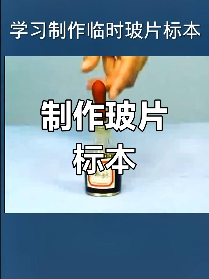 洋葱鳞片叶与黄瓜果肉显微镜观察