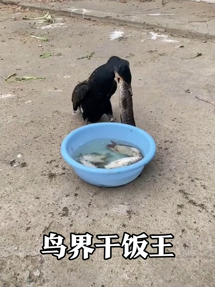 鸬鹚干饭现场：一盆鱼秒变空，这吞鱼速度绝了！