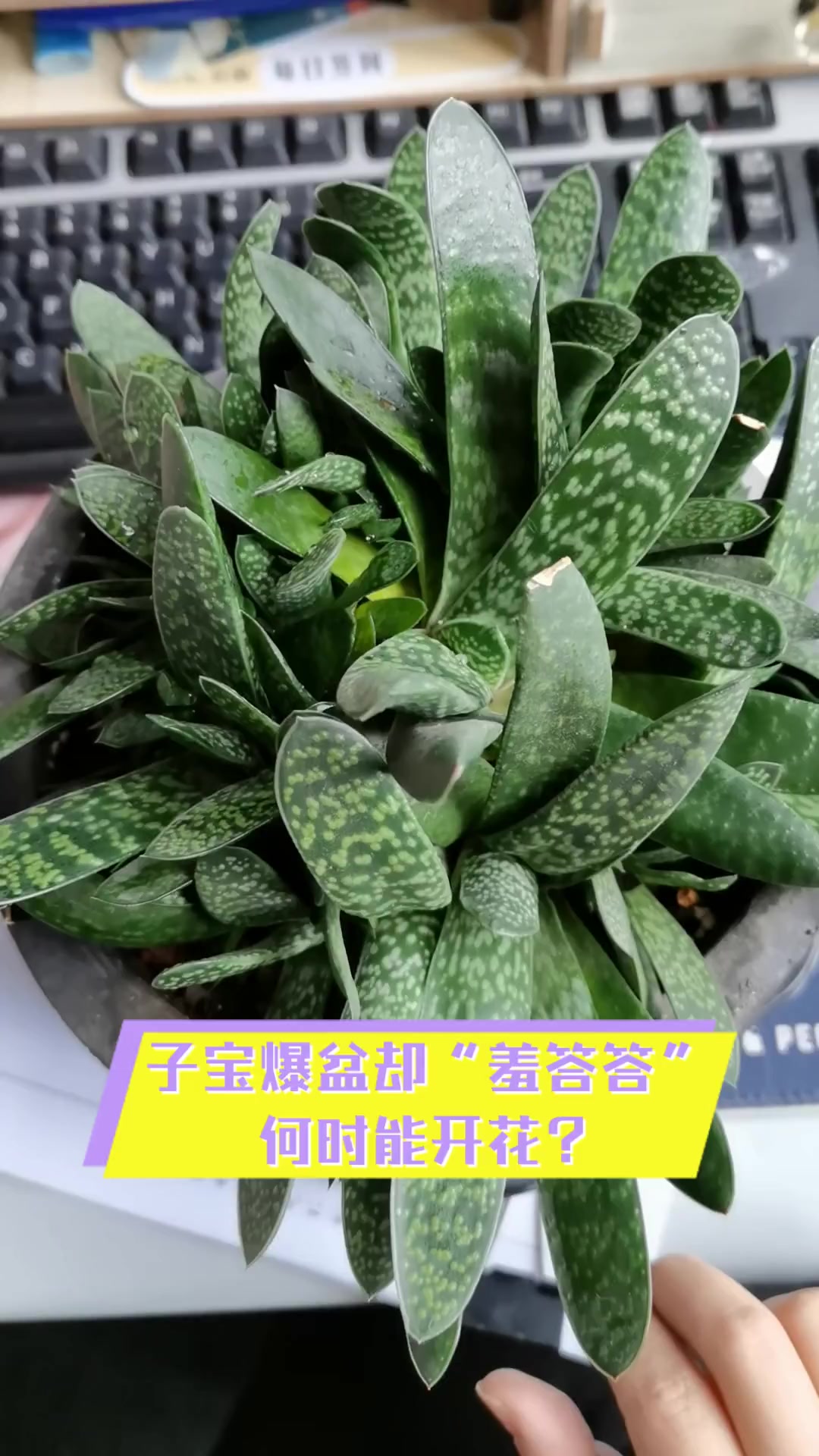 子宝爆盆却“羞答答”,何时能开花?