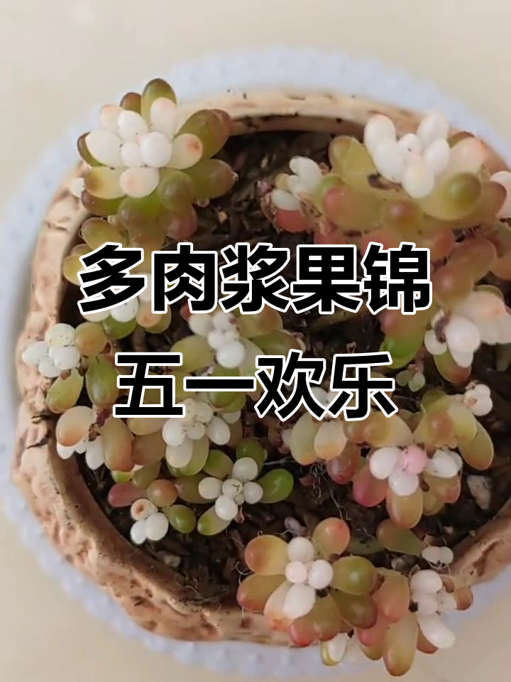 五一假期,多肉浆果锦带来快乐时光