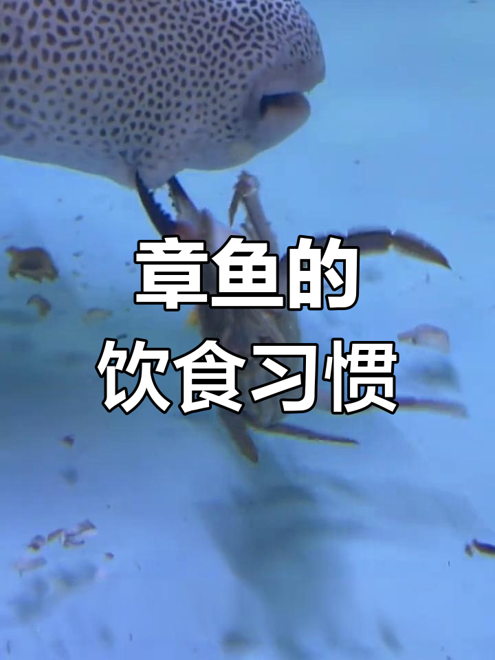 蓝环章鱼的食物来源揭秘