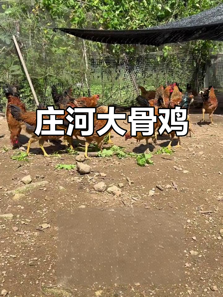 纯种庄河大骨鸡,品质优良