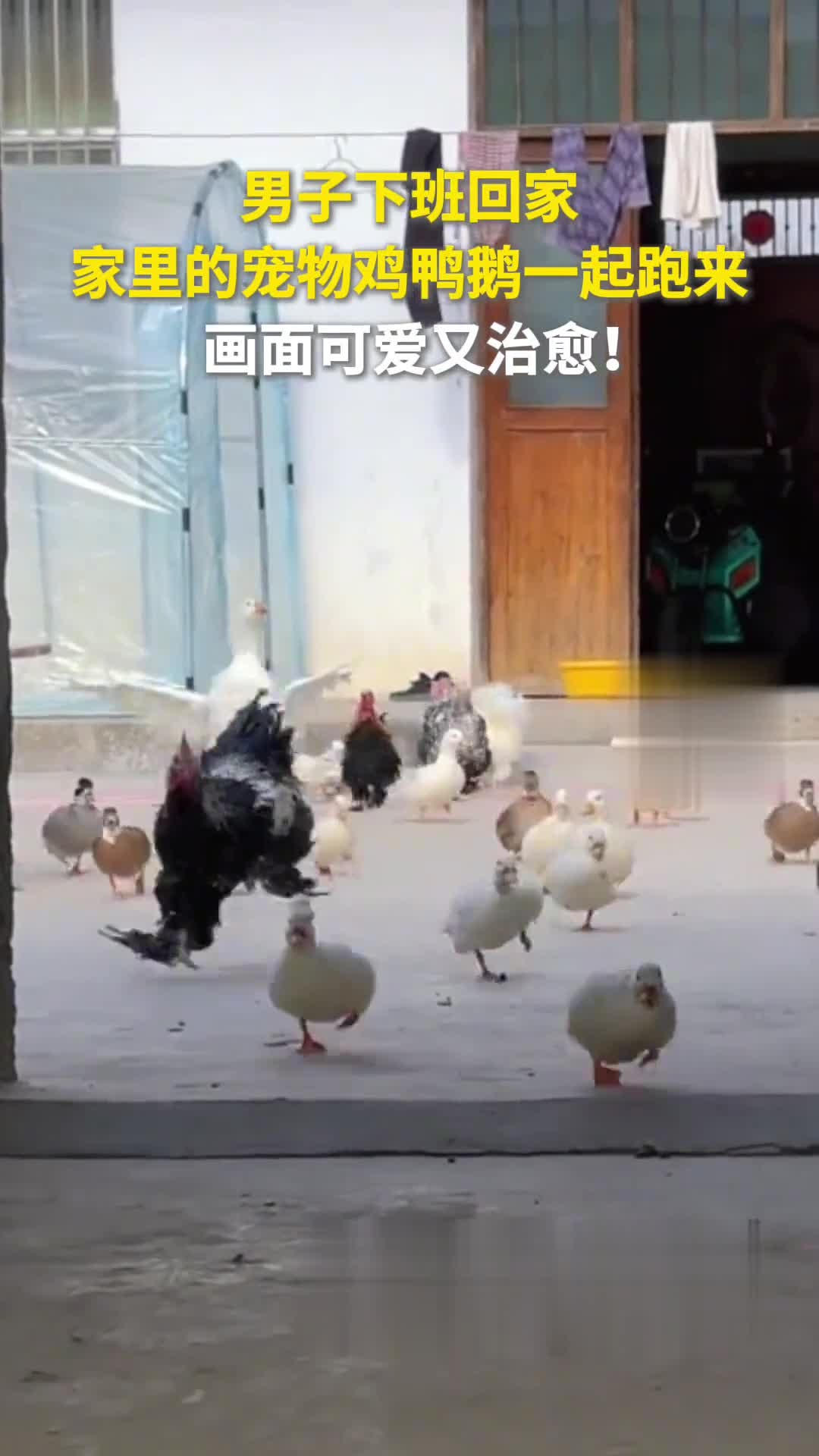 男子下班回家,家里的宠物鸡鸭鹅一起跑来,画面可爱又治愈!