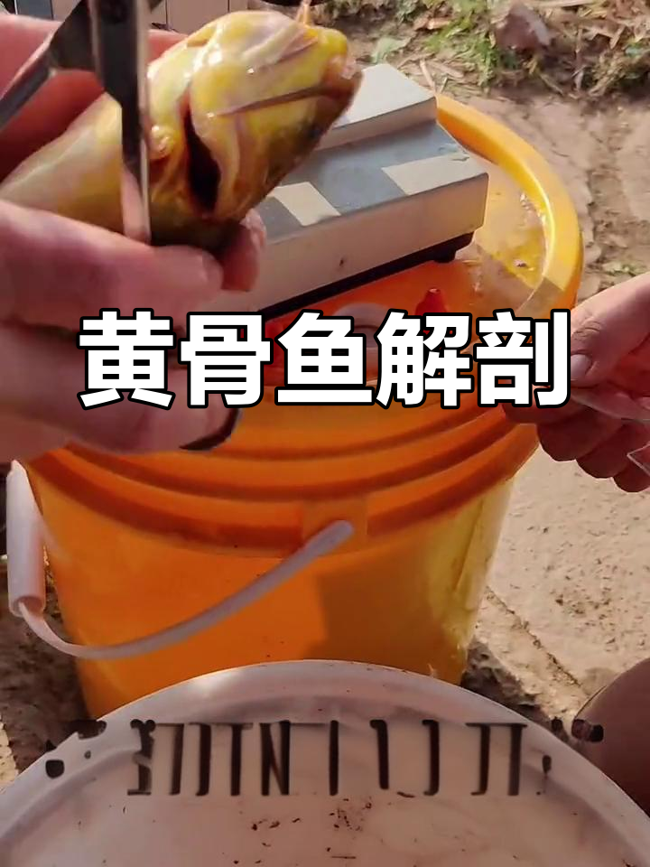 黄颡鱼解剖过程详解