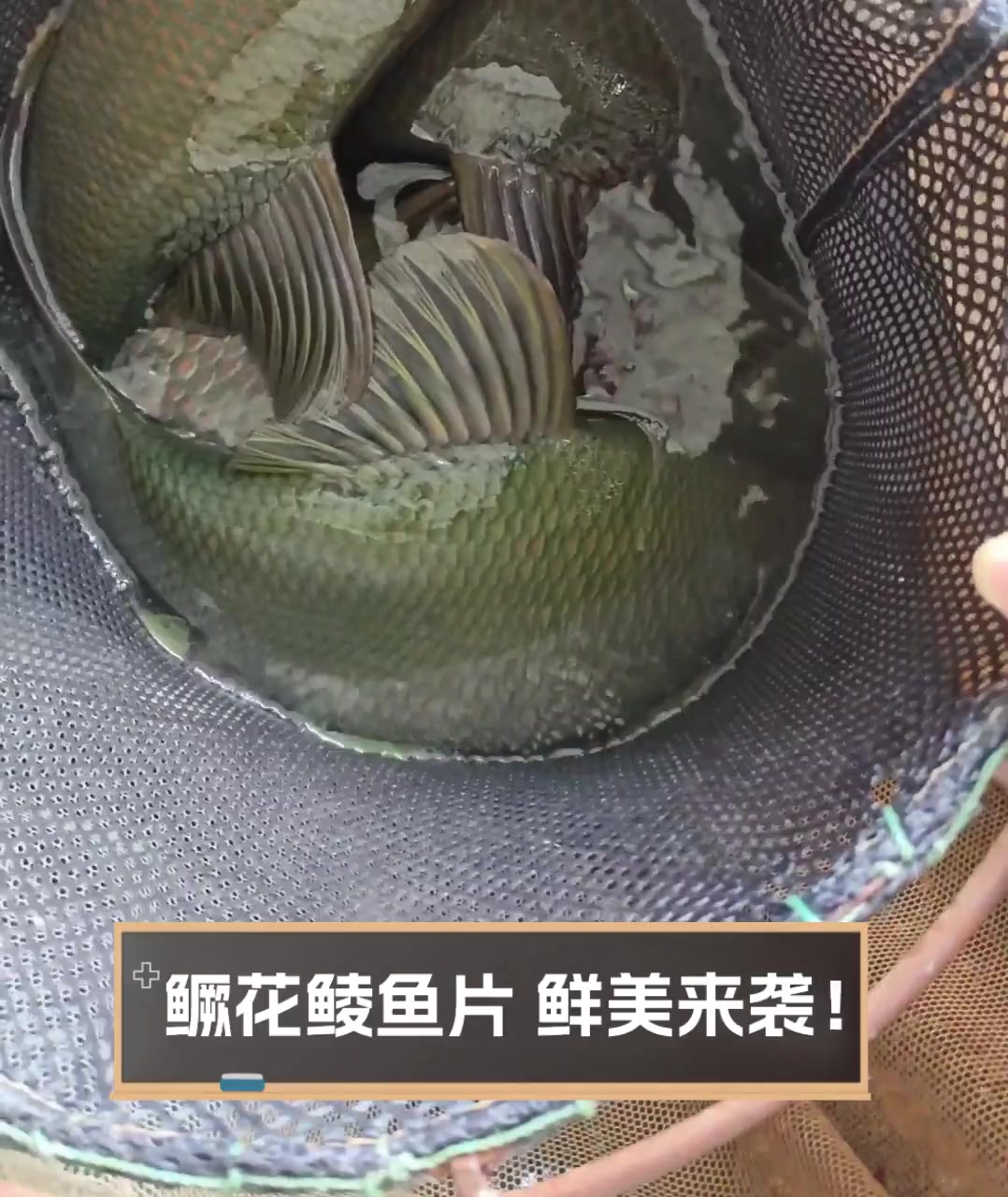 鳜花鲮鱼片,鲜美来袭!