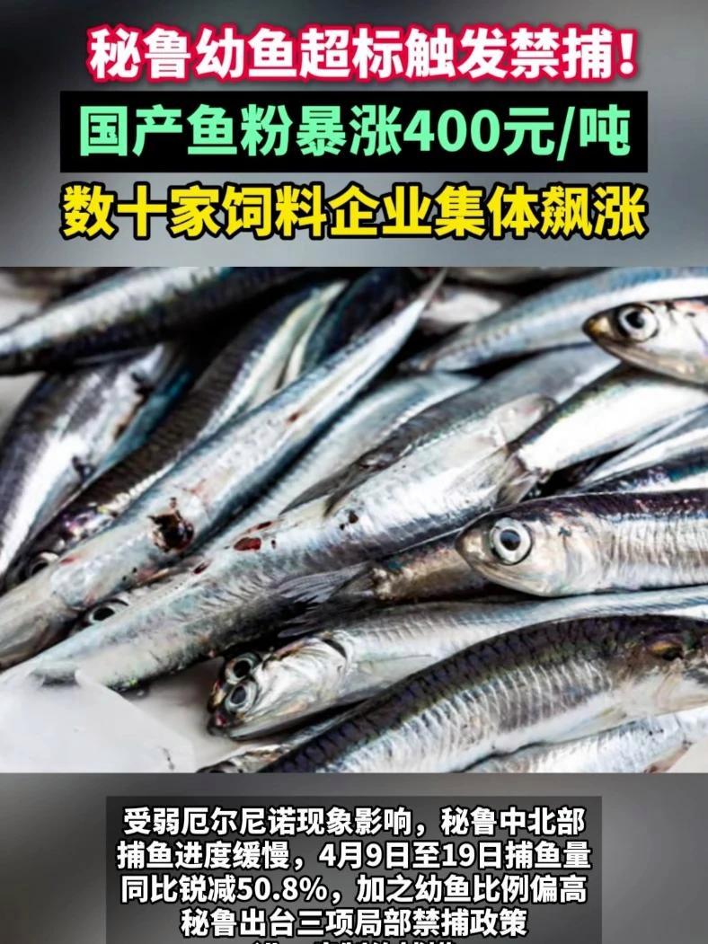 秘鲁幼鱼超标触发禁捕！国产鱼粉暴涨400元/吨，海大、通威、粤海等数十家料企华南集体涨价#